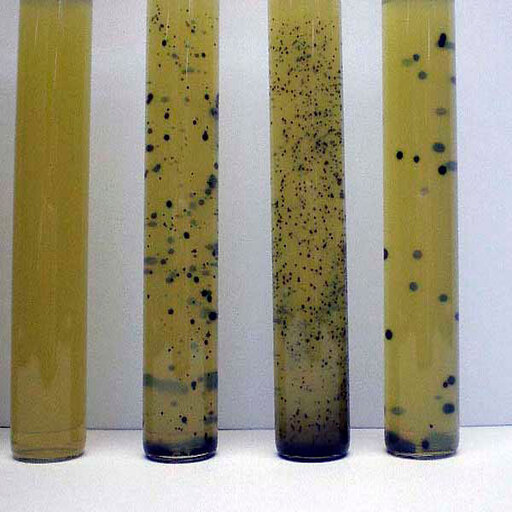 TSC Agar (sachets) x5 sachets