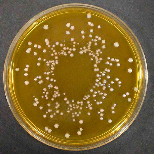 APT Agar x 500 g